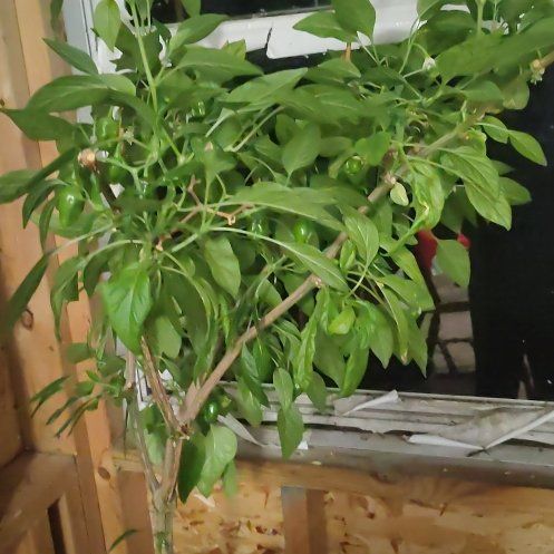Photo of the plant species Scotch Bonnet by @FavoriteSedum10 named Mr. Plant on Greg, the plant care app