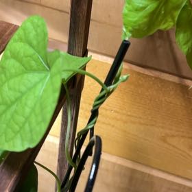 Photo of the plant species Morning Glory by @WinGuavatree98 named Gloria on Greg, the plant care app