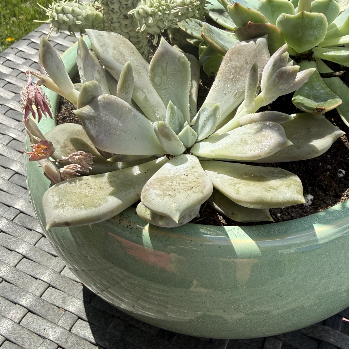 Photo of the plant species Pachyphytum 'Margrit' by @Soupbrain named ghost pink on Greg, the plant care app