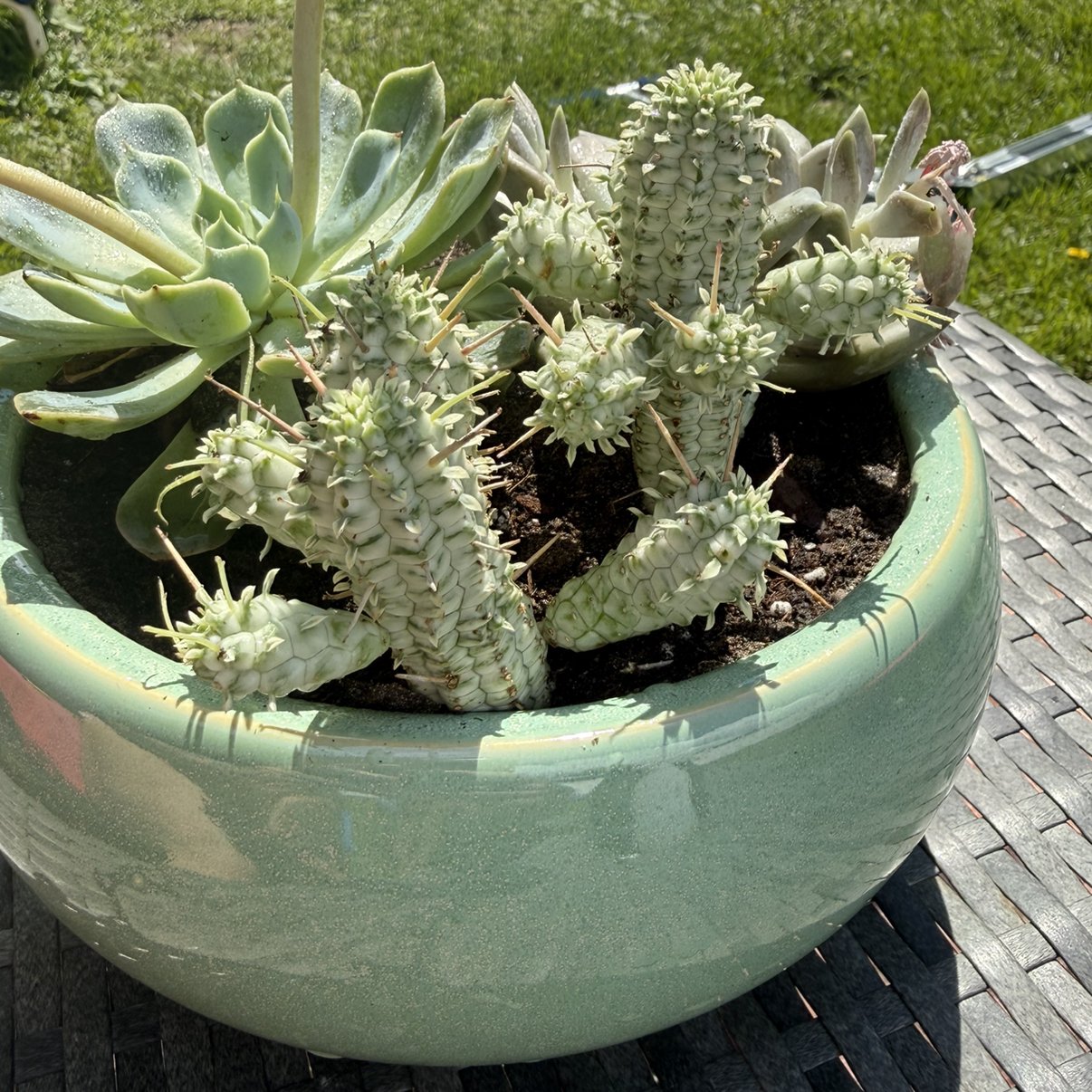 Photo of the plant species Variegated Corncob Cactus by @Soupbrain named big ouchie on Greg, the plant care app