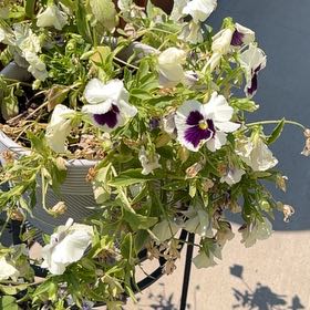Photo of the plant species Wild Pansy by @CleverRockfig20 named Forrest on Greg, the plant care app