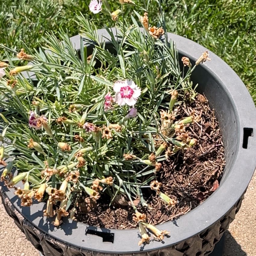 Photo of the plant species Dianthus Caryophyllus by @CleverRockfig20 named Lebron on Greg, the plant care app