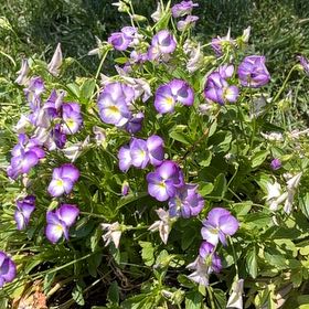 Photo of the plant species Wild Pansy by @CleverRockfig20 named Lavender on Greg, the plant care app