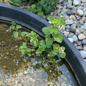Photo of the plant species Watermint by @CleverRockfig20 named Daphne on Greg, the plant care app