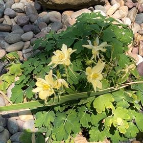 Photo of the plant species Colorado Blue Columbine by @CleverRockfig20 named Winston on Greg, the plant care app