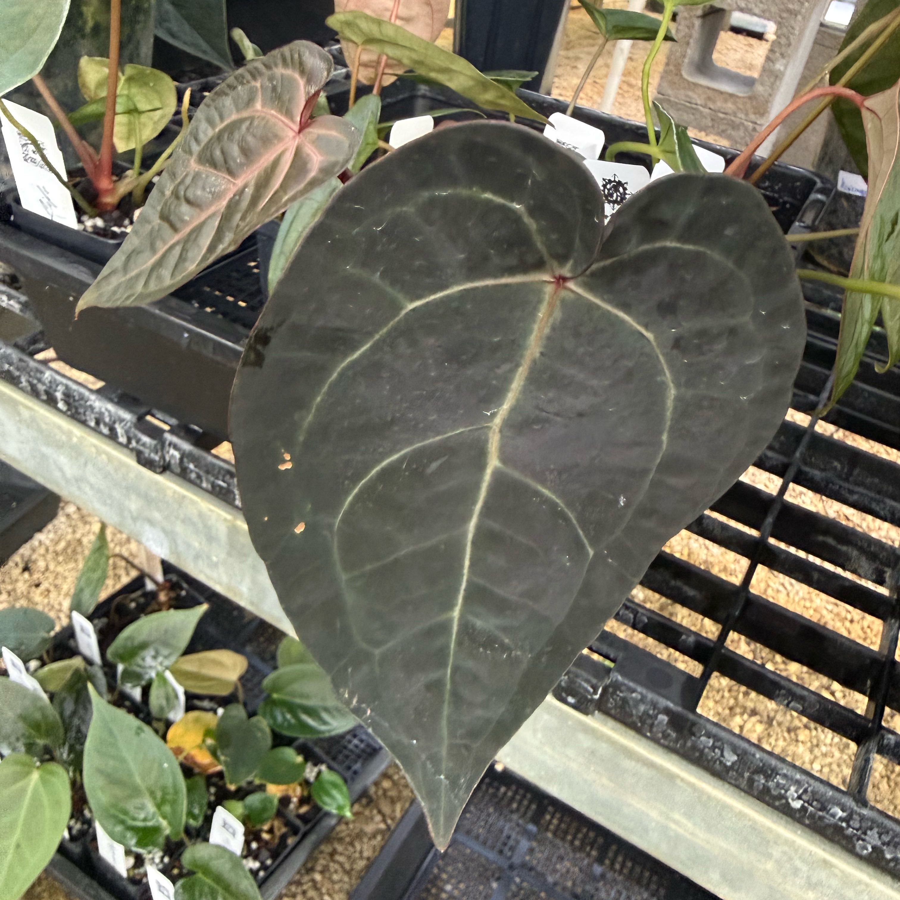 Photo of the plant species Anthurium by @AvidRedvein87 named Clooney on Greg, the plant care app