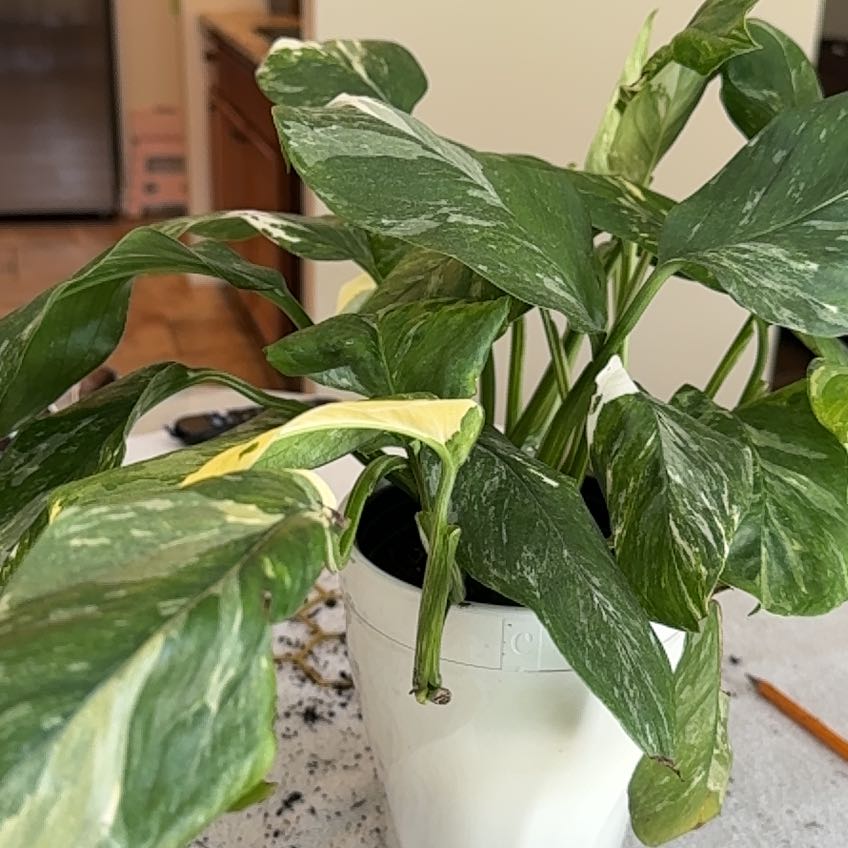Photo of the plant species Monstera Cobra by @ValidFuchsia75 named Lola on Greg, the plant care app