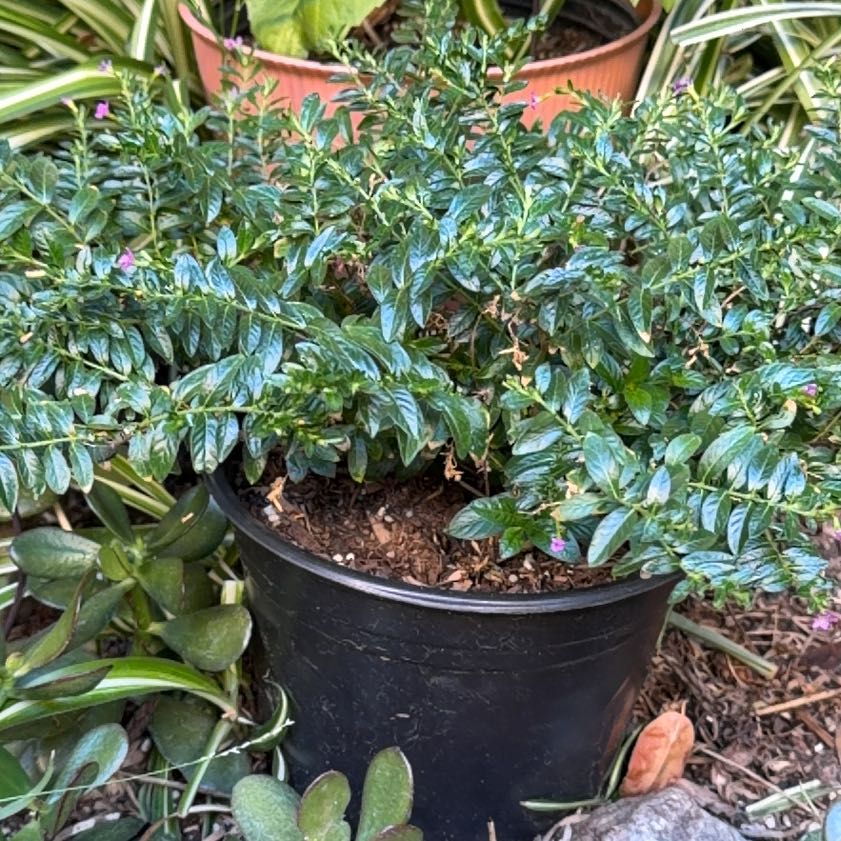 Photo of the plant species Mexican-Heather by @GuiltfreeAlbo12 named Kendall on Greg, the plant care app