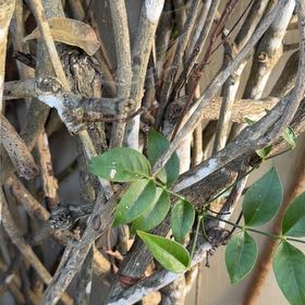 Photo of the plant species Bowerplant by @WittyDaisy2 named Nithin on Greg, the plant care app