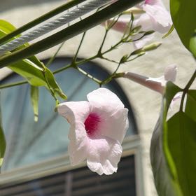 Photo of the plant species Bowerplant by @WittyDaisy2 named Stella on Greg, the plant care app