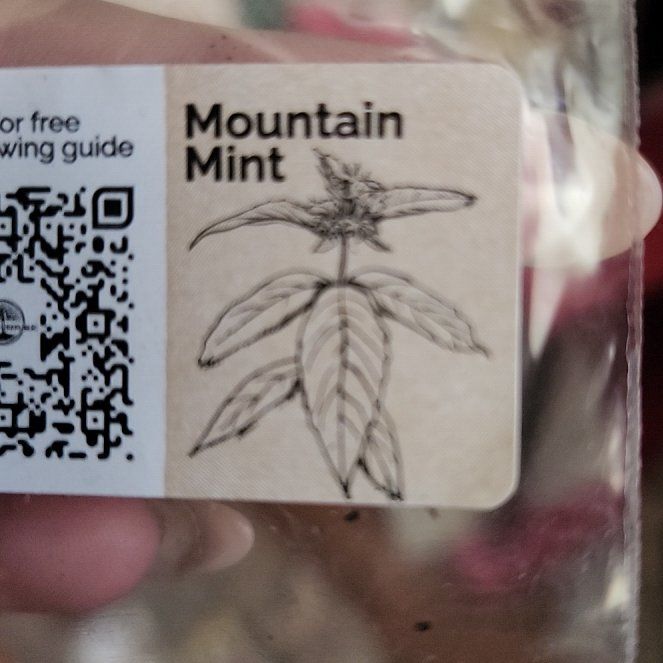 Photo of the plant species Mountain Mint by @LushMexico66 named Einstein on Greg, the plant care app