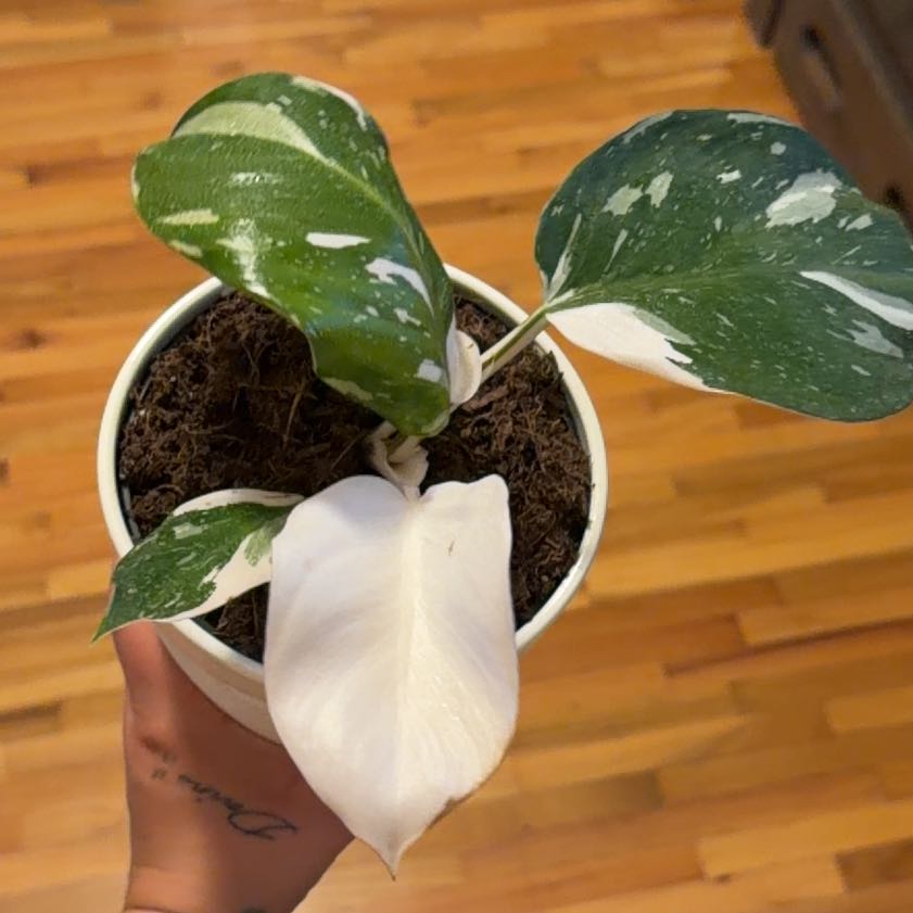 Photo of the plant species White Knight Philodendron by @PureToropapa70 named Coconut on Greg, the plant care app