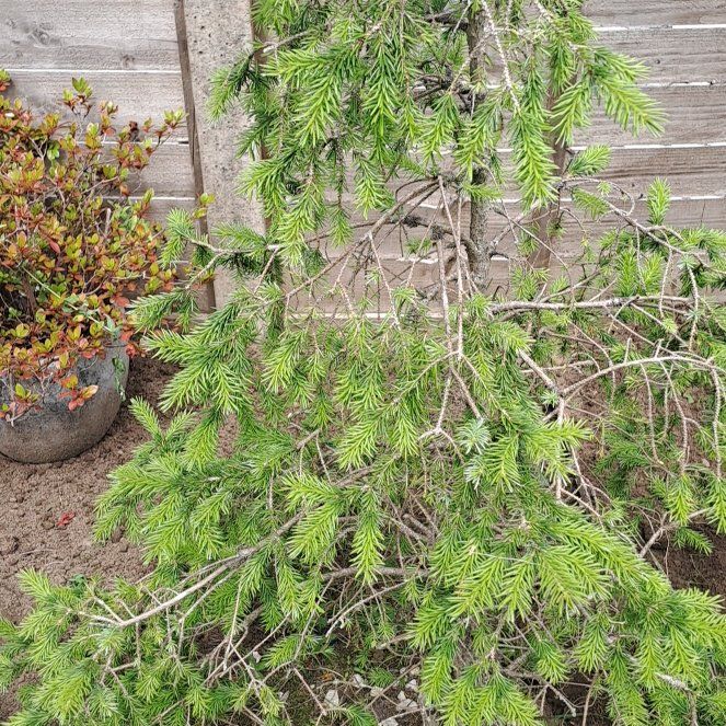 Photo of the plant species Picea glauca by @SelflessBulrush named Sproutacus on Greg, the plant care app