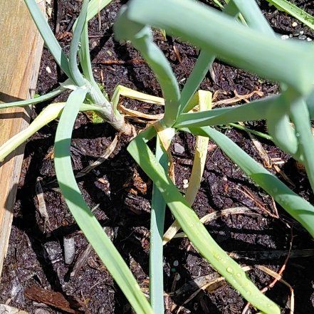 Photo of the plant species Globe Onion by @YiftPlanera55 named Sherlock on Greg, the plant care app