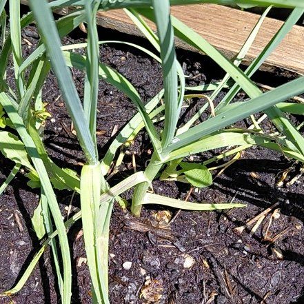 Photo of the plant species Garlic by @YiftPlanera55 named Aria on Greg, the plant care app