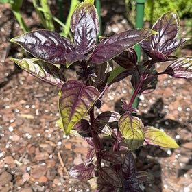 Photo of the plant species Purple Basil by @AdonicDaboecia named Miley on Greg, the plant care app