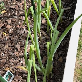 Photo of the plant species Green Onion by @AdonicDaboecia named Tupot amaroot on Greg, the plant care app