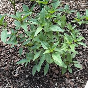 Photo of the plant species Thai Basil by @AdonicDaboecia named da Vinci on Greg, the plant care app