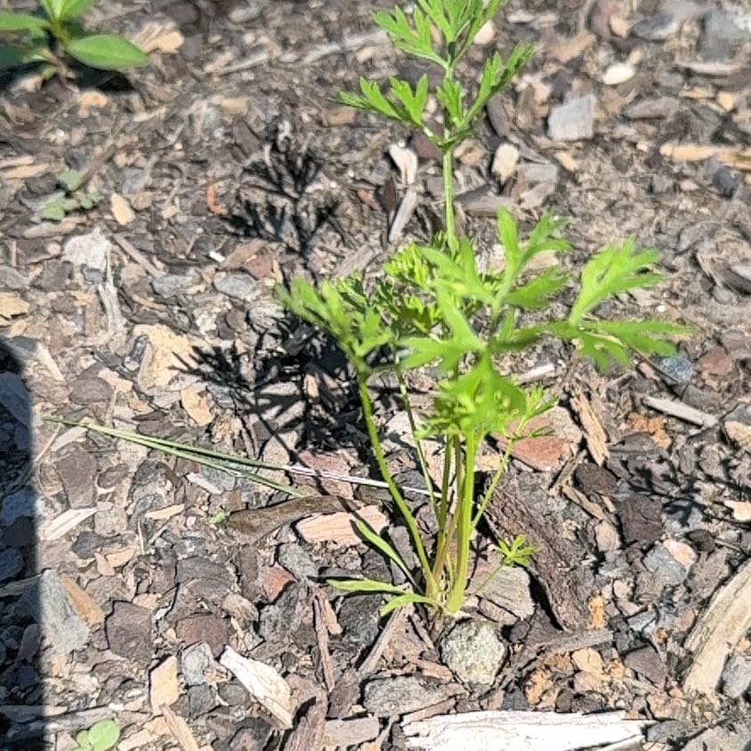 Photo of the plant species Wild Carrot by @AdonicDaboecia named Bruce Lee on Greg, the plant care app