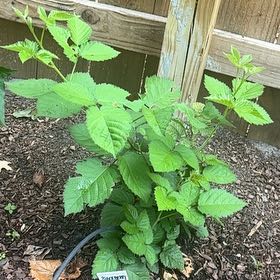 Photo of the plant species Armenian Blackberry by @AceKiekie14 named Planty on Greg, the plant care app