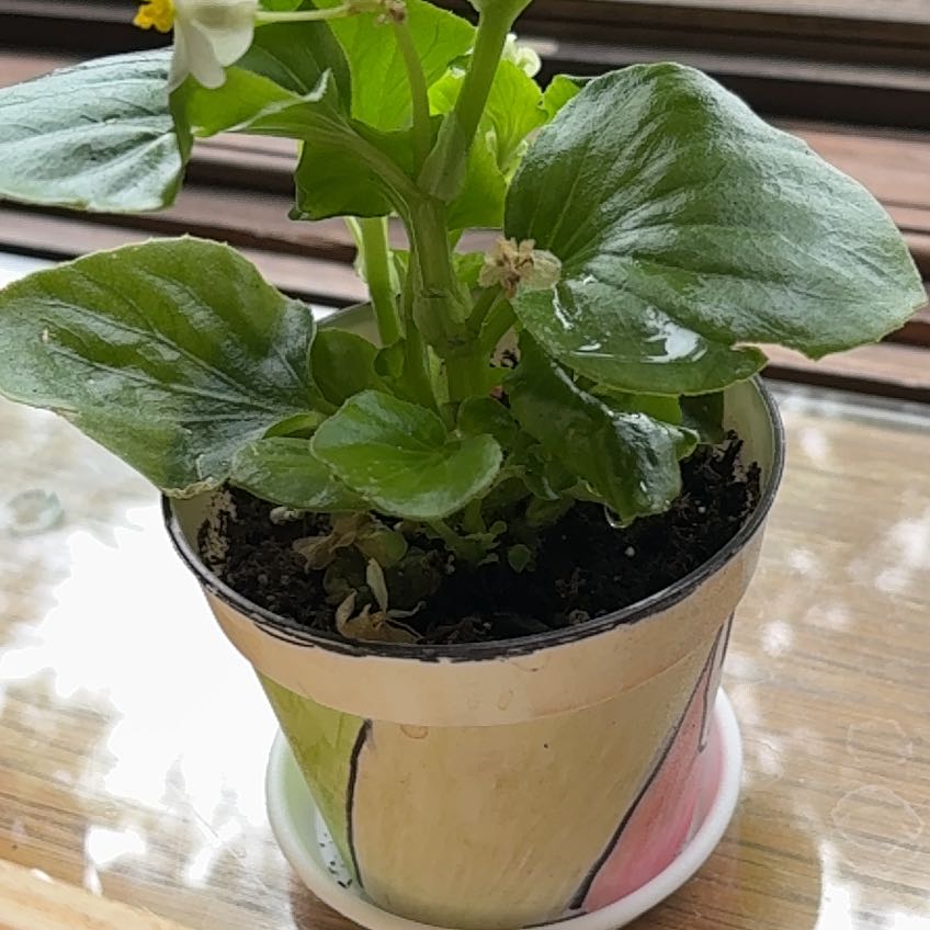 Photo of the plant species Broadleaf Arrowhead by @SugarPothos86 named Gregarious on Greg, the plant care app
