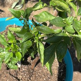 Photo of the plant species Jalapeno Pepper by @AlwaysGreen85 named Holly Piño on Greg, the plant care app