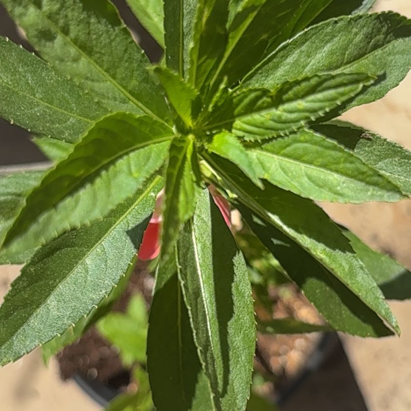 Photo of the plant species Balsam by @AlwaysGreen85 named Spike Jonez on Greg, the plant care app