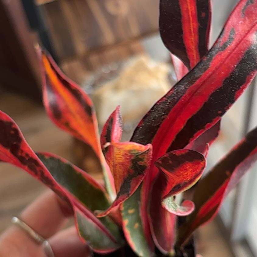 Photo of the plant species Croton Mammy by @AlwaysGreen85 named Where the Red Fern Wilts on Greg, the plant care app