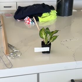 Photo of the plant species Dumb Cane Amy by @AlwaysGreen85 named Don’t Touch Amy on Greg, the plant care app