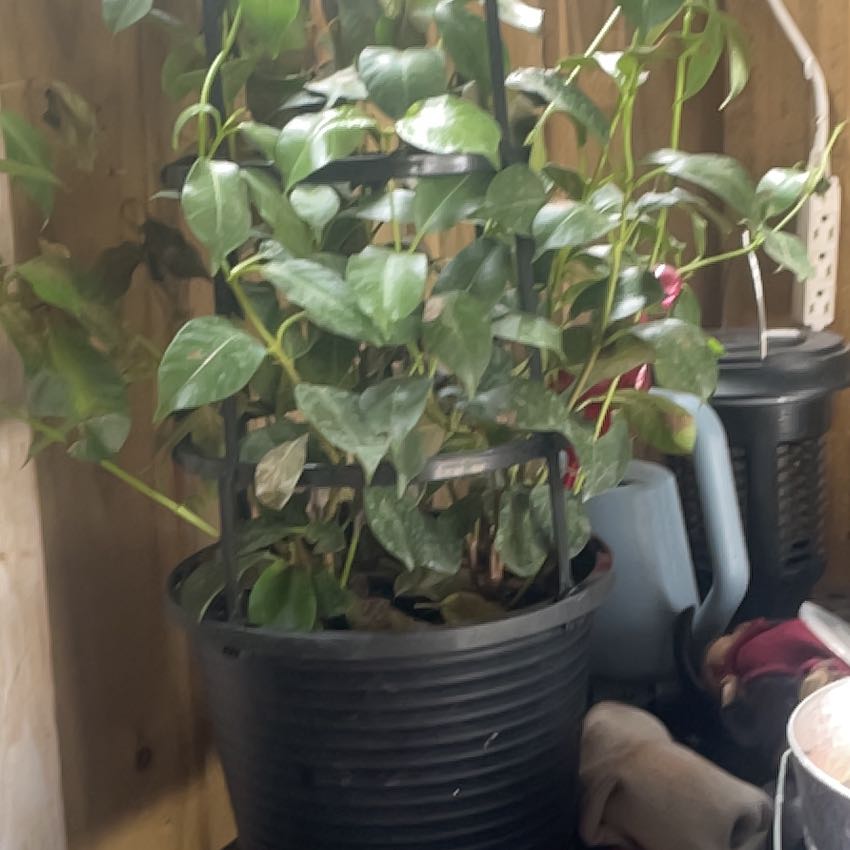 Photo of the plant species Camellia by @LadyChaya61 named Demi on Greg, the plant care app