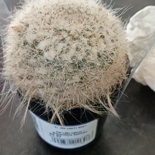 Photo of the plant species Old Lady Cactus by @VipMatagouri75 named Ladybug on Greg, the plant care app