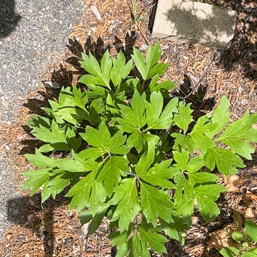 Photo of the plant species Asian Bleeding-Heart by @MightySedum68 named Sir Plancelot on Greg, the plant care app