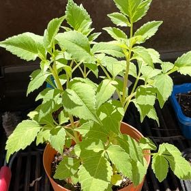 Photo of the plant species Beggar-Ticks by @MightySedum68 named Delilah on Greg, the plant care app