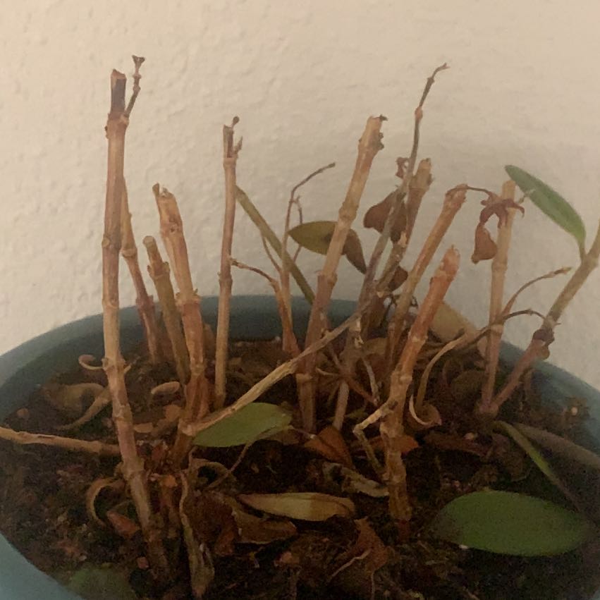 Photo of the plant species gold fish plant by @InfiniteRockfig named Lyra on Greg, the plant care app