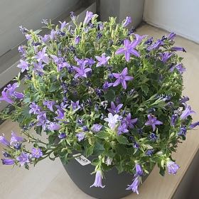 Photo of the plant species Peach-Leaf Bellflower by @HallowedMendoza named Harper on Greg, the plant care app