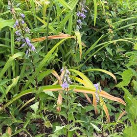Photo of the plant species Common Bluebell by @CuteLiquorice62 named Keanu Leaves on Greg, the plant care app