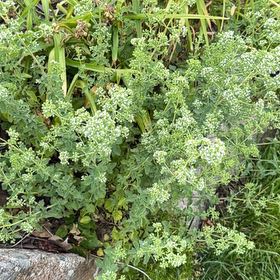 Photo of the plant species Water Dropwort by @CuteLiquorice62 named Curie on Greg, the plant care app