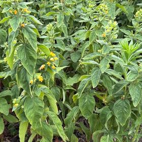 Photo of the plant species Dotted Loosestrife by @CuteLiquorice62 named Ulysses S Plant on Greg, the plant care app
