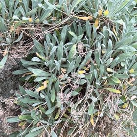 Photo of the plant species Treasureflower by @CuteLiquorice62 named Foxxy on Greg, the plant care app