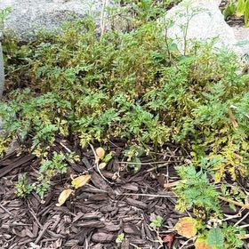Photo of the plant species Lesser Swinecress by @CuteLiquorice62 named Gregarious on Greg, the plant care app