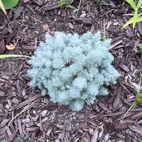 Photo of the plant species Colorado Spruce by @CuteLiquorice62 named Navajo on Greg, the plant care app