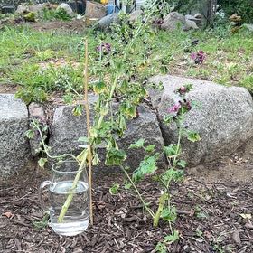 Photo of the plant species Malva Arborea by @CuteLiquorice62 named Hamilton on Greg, the plant care app