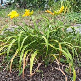 Photo of the plant species Yellow Daylily by @CuteLiquorice62 named Muhammad Ali on Greg, the plant care app