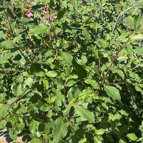 Photo of the plant species European Alder by @CuteLiquorice62 named Demi on Greg, the plant care app