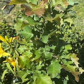 Photo of the plant species Black Oak by @CuteLiquorice62 named Marilyn on Greg, the plant care app