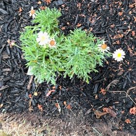 Photo of the plant species Marguerite Daisy by @CuteLiquorice62 named Shakira on Greg, the plant care app