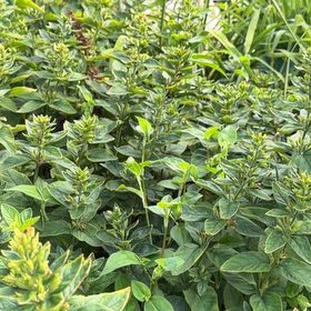 Photo of the plant species Dotted Loosestrife by @CuteLiquorice62 named Emerson on Greg, the plant care app