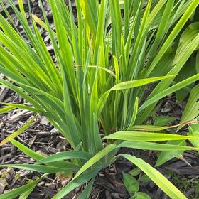 Photo of the plant species Yellow Iris by @CuteLiquorice62 named Khaleesi on Greg, the plant care app