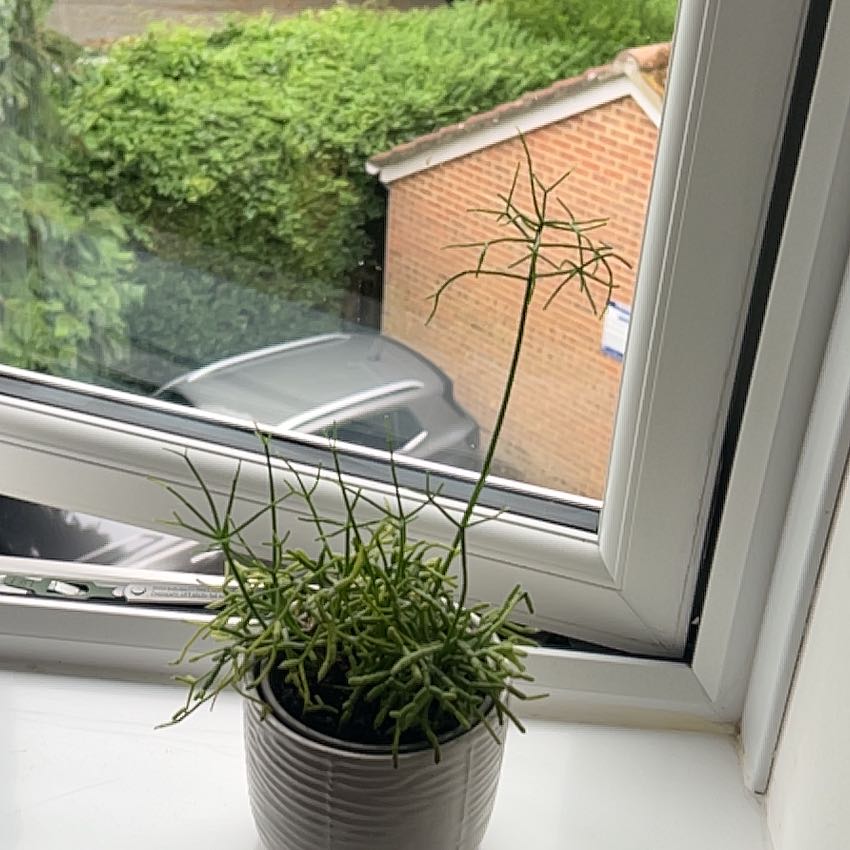 Photo of the plant species Rhipsalis baccifera by @MasterlyFord2 named Curie on Greg, the plant care app