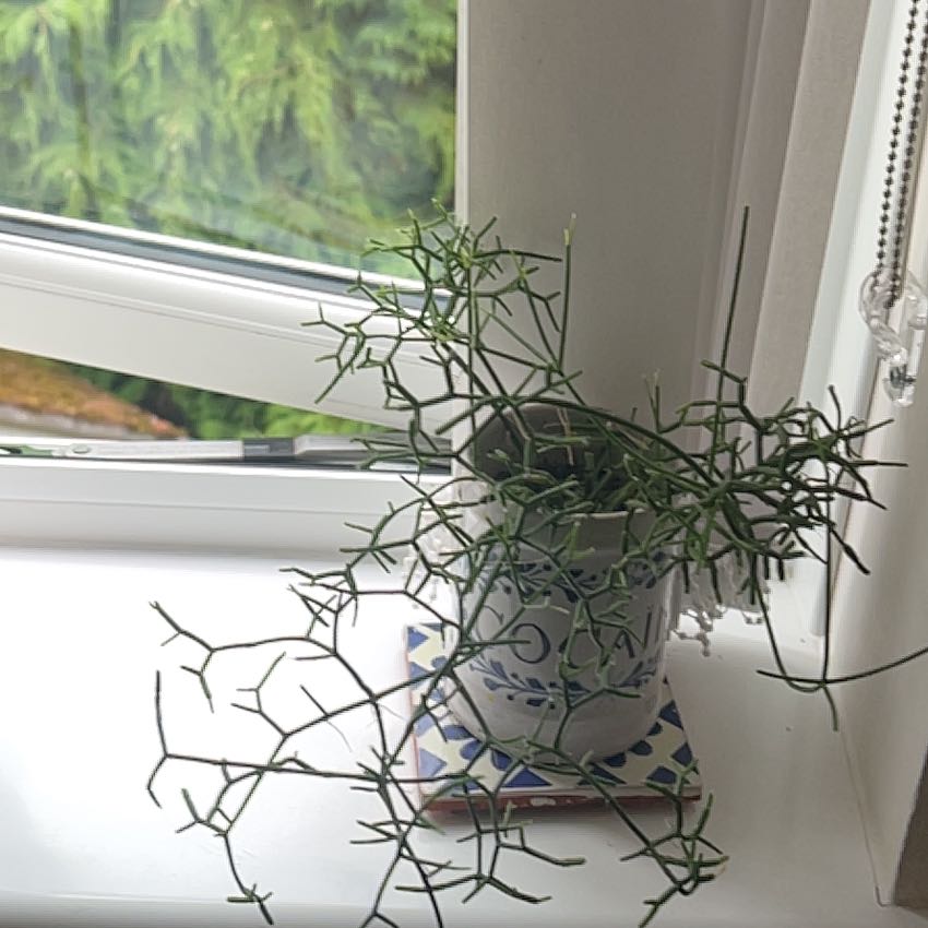 Photo of the plant species Rhipsalis baccifera by @MasterlyFord2 named da Vinci on Greg, the plant care app